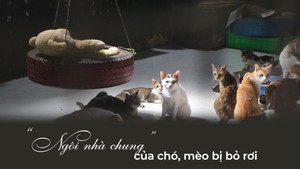 Góc nhìn trưa nay | “Ngôi nhà chung” của chó, mèo bị bỏ rơi