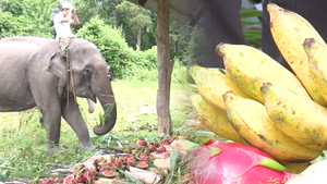 Video: Tiệc buffet hoa quả cho đàn voi hàng chục con ở Đắk Lắk