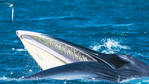 Video: Khoảnh khắc nhiếp ảnh gia chạm mặt cá voi lưng xám trên biển Đề Gi