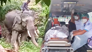 Video: Con voi 'nổi điên' tấn công chủ vì bị bắt làm việc dưới thời tiết nắng nóng