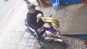 Video: Chó cưng bị trộm bắt đi, chủ nhà ở Gò Vấp 'khóc ròng'