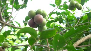 Góc nhìn trưa nay | Mùa hồng quân trên ‘nóc nhà miền Tây’