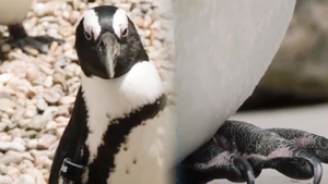 Video: Ngộ nghĩnh chim cánh cụt mang giày chỉnh hình để hỗ trợ đi lại