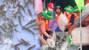 Video: Thả 5 tấn cá hô, mè hôi, tra dầu… ra sông để tái tạo nguồn lợi thủy sản
