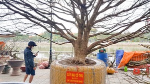 Video: Cận cảnh cây mai cổ thụ giá 6,8 tỉ đồng, cao nhất ở chợ hoa Long Xuyên