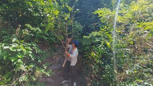 Góc nhìn trưa nay | Săn mai rừng ở đảo Nam Du