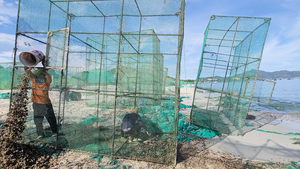 Biển Cam Ranh bị ô nhiễm vì rác thải từ lồng nuôi tôm hùm