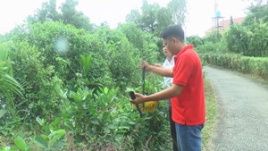 Góc nhìn trưa nay | Lan toả phong trào trồng hàng rào cây xanh bằng cây thuốc nam