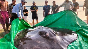 Cận cảnh cá đuối dài 4m, cá tra 110kg được thả lại sông Mekong