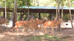 Góc nhìn trưa nay | Về Hương Sơn xem người dân làm giàu từ nuôi hươu lấy nhung
