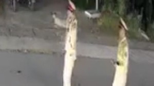Ô tô húc văng 2 cảnh sát giao thông, tài xế bị tạm giữ sau 5 giờ bỏ chạy