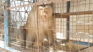 Kiểm lâm thổi thuốc gây mê, cứu hộ khỉ đuôi lợn nặng 16kg ở Thủ Đức