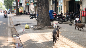 Video: TP.HCM còn quá nhiều chó thả rông không rọ mõm, phóng uế bừa bãi trên đường