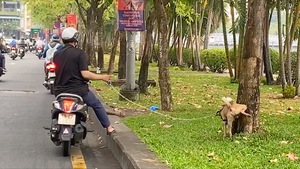 Video: Ngán ngẫm cảnh nhiều người dẫn chó ra đường phóng uế