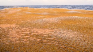 Video: Thủy triều vàng khổng lồ sắp 'tấn công' Florida