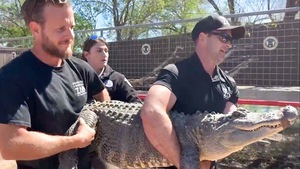 Video: Trộm trứng cá sấu về ấp làm thú cưng 20 năm rồi đem trả cho sở thú