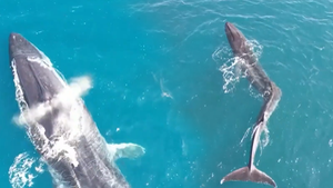 Video: Cá voi 'lạ' 40 tấn có hình dạng chữ V xuất hiện ở Tây Ban Nha