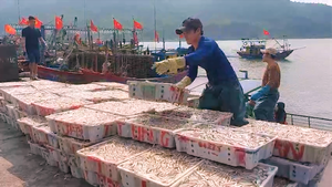 Video: Ngư dân trúng đậm cá cơm, thương lái chờ sẵn thu mua tại cảng