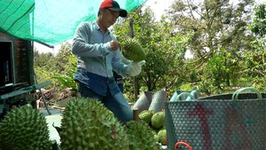 Góc nhìn trưa nay | Nhà vườn trồng sầu riêng lo lắng vì nước mặn xâm nhập