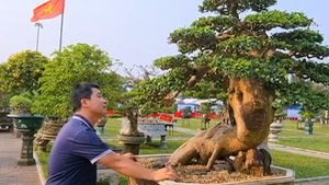 Video: 'Đã mắt' ngắm bonsai tề tựu ở Quảng Ngãi