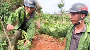 Video: Hàng trăm cây chanh dây bị cắt gốc, nông dân ở Gia Lai rớt nước mắt