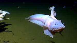 Video: Cận cảnh cá ốc tung tăng ở độ sâu kỷ lục hơn 8km dưới đáy biển