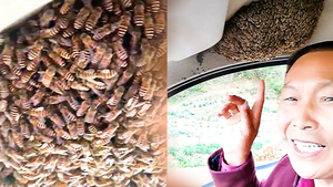 Video: Người đàn ông lái xe hơi chở theo bầy ong rừng vi vu giữa thành phố