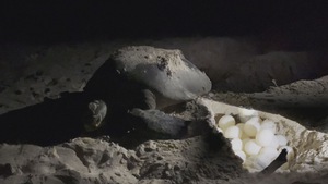 Video: Xem rùa đẻ trứng, nghĩ về sự kỳ diệu của tự nhiên