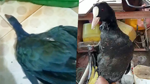 Video: Săn bắt 'chim trời', chim hoang dã và đăng lên mạng xã hội để bán