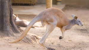 Video: Các nhà khoa học ủng hộ diệt bớt kangaroo ở Úc
