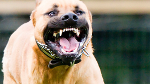 Chuyên gia nói phải đưa việc nuôi chó dữ vào dạng quản lý đặc biệt