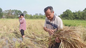 Góc nhìn trưa nay | Độc đáo bộ sưu tập 40 giống lúa mùa của lão nông miền Tây