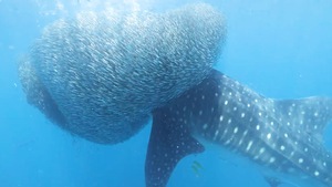 Video: Khoảnh khắc cá mập voi nuốt chửng đàn cá mòi dầu khổng lồ