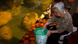 Góc nhìn trưa nay: Cụ bà 90 tuổi nuôi cá bảy màu tặng người dân phòng dịch sốt xuất huyết