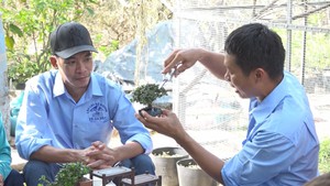 Góc nhìn trưa nay | Những nghệ nhân trẻ đam mê sửa cây kiểng