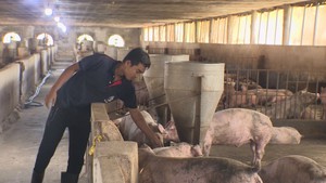 Góc nhìn trưa nay | Thua lỗ kéo dài, người chăn nuôi heo, gà khốn đốn