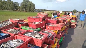 Xe chở 5 tấn cá bị lật, người dân lội ruộng giúp tài xế thu gom