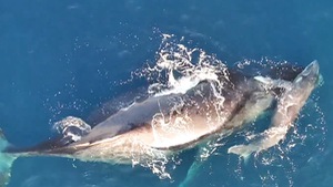 Cận cảnh mẹ con cá voi bơi đùa ngoài khơi Ấn Độ Dương