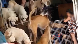 ‘Bó tay’ với hộ dân ở TP.HCM nuôi 79 con chó: có thể đo tiếng chó sủa để xác định độ ồn