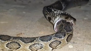 Cận cảnh rắn hổ mang 2,5 mét nuốt con trăn dài đến 3 mét