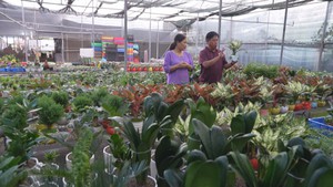 Góc nhìn trưa nay | Cây phong thủy phối cỏ may mắn hút khách của vợ chồng cựu chiến binh