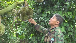 Góc nhìn trưa nay | Giá sầu riêng đầu vụ tăng cao, nông dân vừa mừng vừa lo