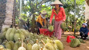 Loạn giá bán sầu riêng ở Tây Nguyên do 'cò' nâng giá, nông dân 'bẻ cọc'