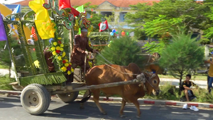 Sôi động cuộc thi đua xe bò ở Ninh Hòa