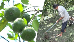 Góc nhìn trưa nay | Tín hiệu đáng mừng của nông nghiệp hữu cơ