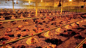 Hơn 8.000 con gà chết ngạt khi còn ít ngày nữa sẽ xuất chuồng