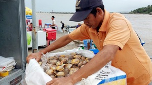 Ngư dân Phú Quốc 'sống khỏe' với ốc tỏi, giá cao ngất ngưởng