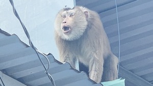 Thổi thuốc mê khỉ đuôi lợn 10kg, chuyên quậy phá nhà dân ở Bình Chánh