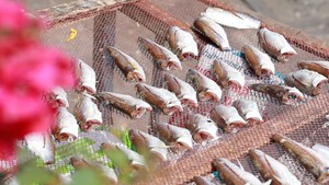 Góc nhìn trưa nay | Những mẻ khô nhuộm nắng đón xuân về trên xã đảo Thạnh An
