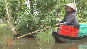 Góc nhìn trưa nay | Về miền Tây nhớ trái cà na mùa nước nổi